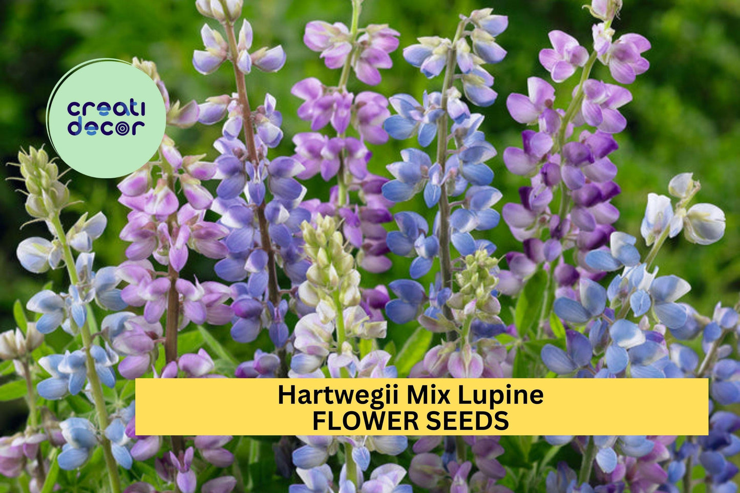 25+ Hartwegii Mix Lupine Seeds – Colorful Spiked Blooms for Garden Planting, Pollinator-Friendly Wildflower Mix – USA