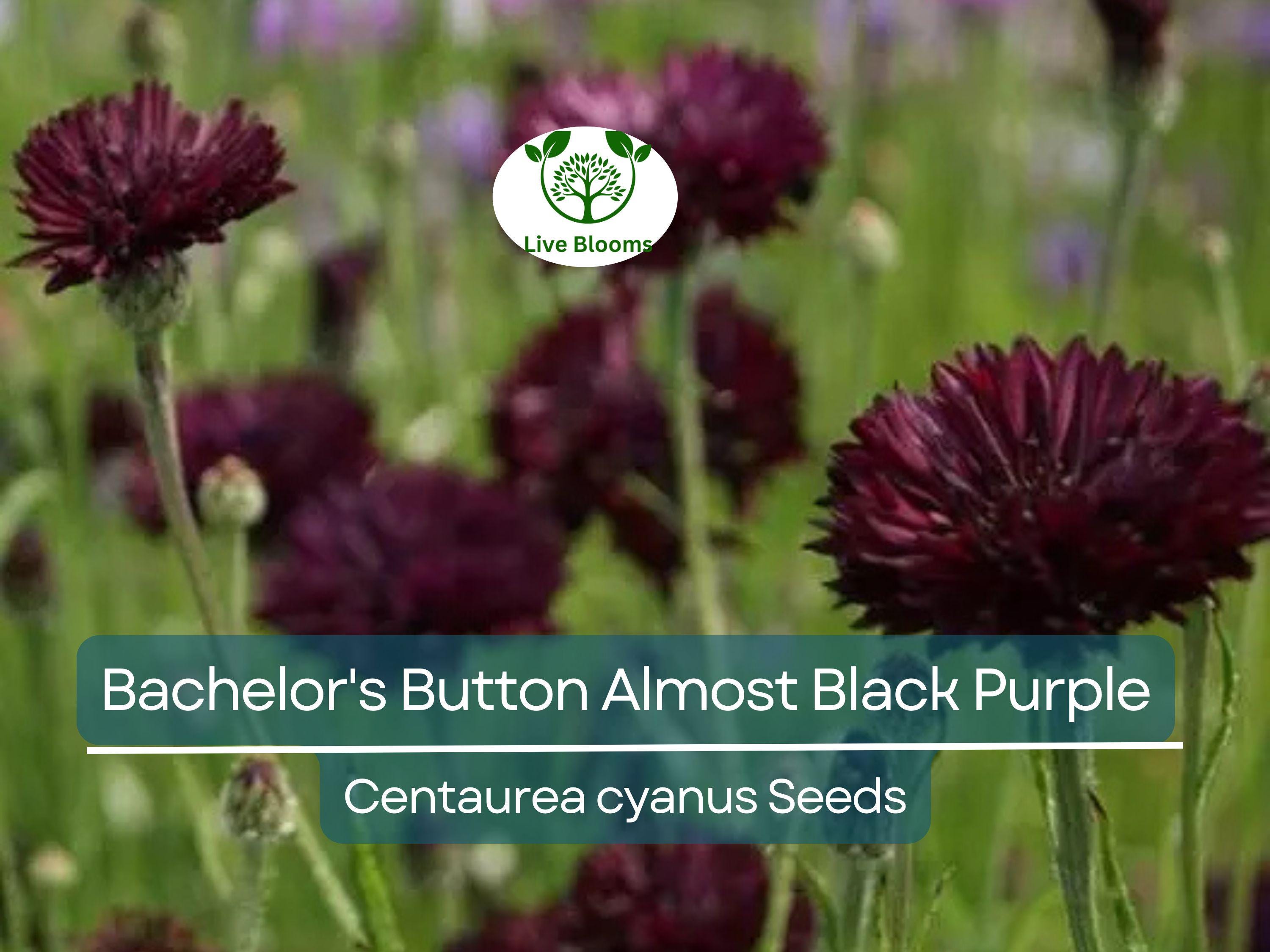 200 Seeds Cornflower Bachelor's Button ALMOST BLACK Purple - Centaurea Cyanus Non-GMO, Spring Plant, Unique Dark Purple Flowers, Garden Seed
