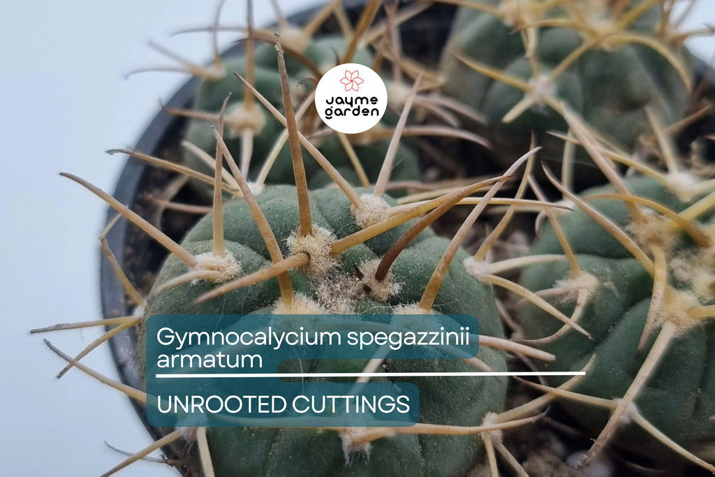 Gymnocalycium spegazzinii armatum Cactus - Live Succulent Plant, 3-4 cm Tall, Rare, Hardy, Beautiful Twisted Spines