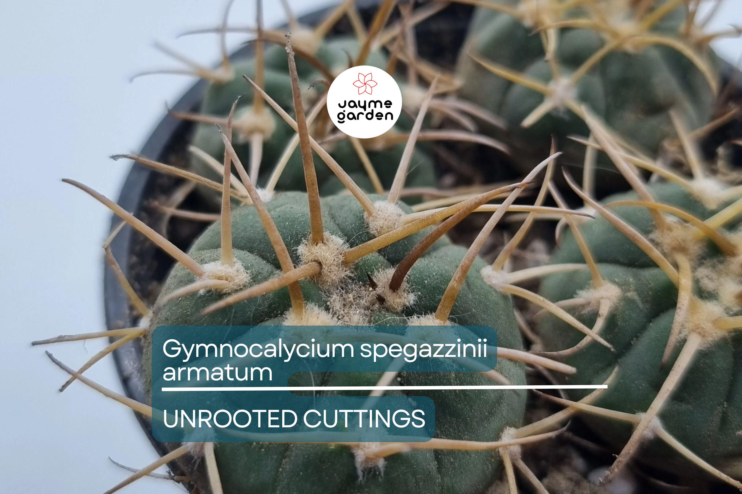 Gymnocalycium spegazzinii armatum Cactus - Live Succulent Plant, 3-4 cm Tall, Rare, Hardy, Beautiful Twisted Spines