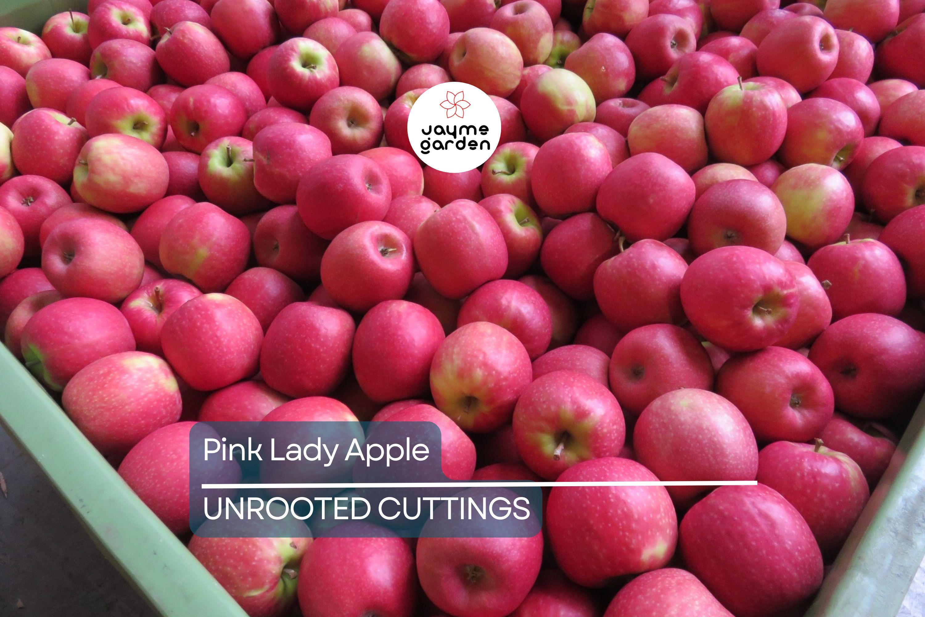 1 Pink Lady Apple Scions – 5" Organic Non-GMO Cuttings for Grafting Fruit Trees