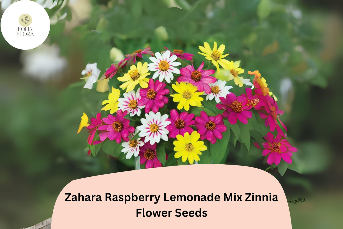 100+ Zahara Raspberry Lemonade Mix Zinnia Seeds – Compact Hybrid Non-GMO Annual Flowers for Garden Planting & Containers