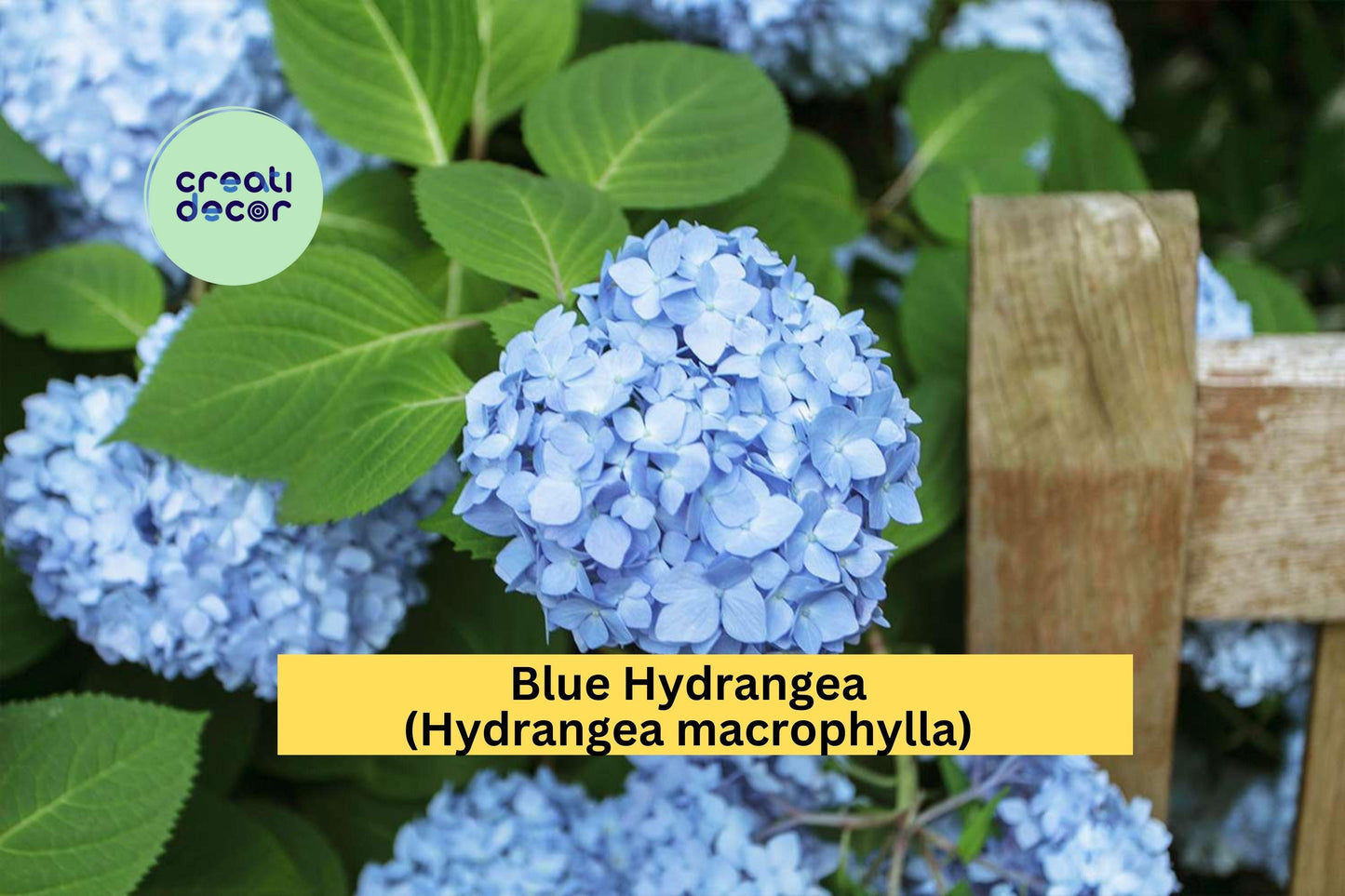 Blue Hydrangea – Live Rooted Cutting 3–8" Tall, Hardy Flowering Shrub Starter Plant with Large Blue Blooms for Garden or Containers