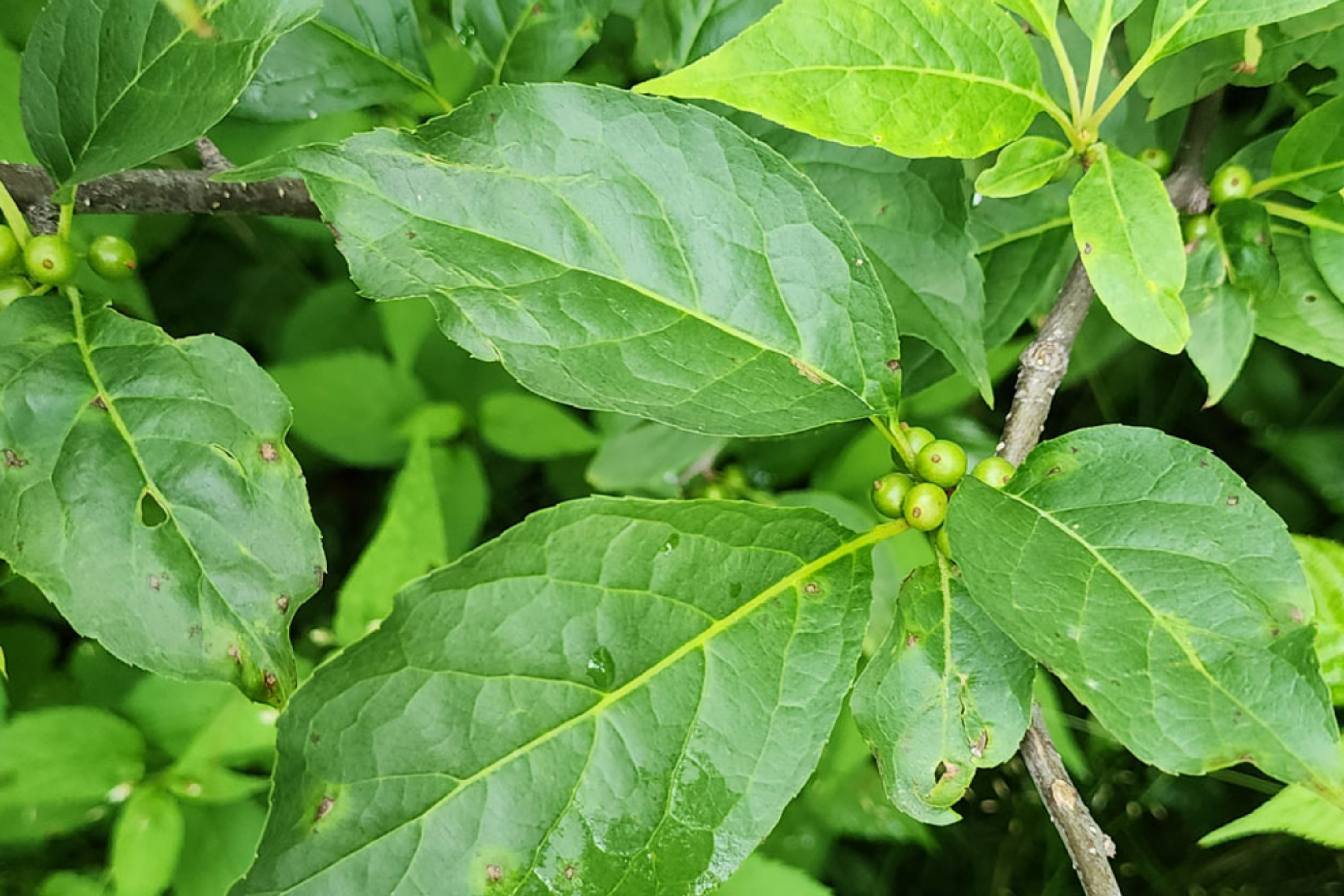 500mg Ilex Montana, Mountain Holly, Evergreen Shrub Seeds, Hardy Berry Plant