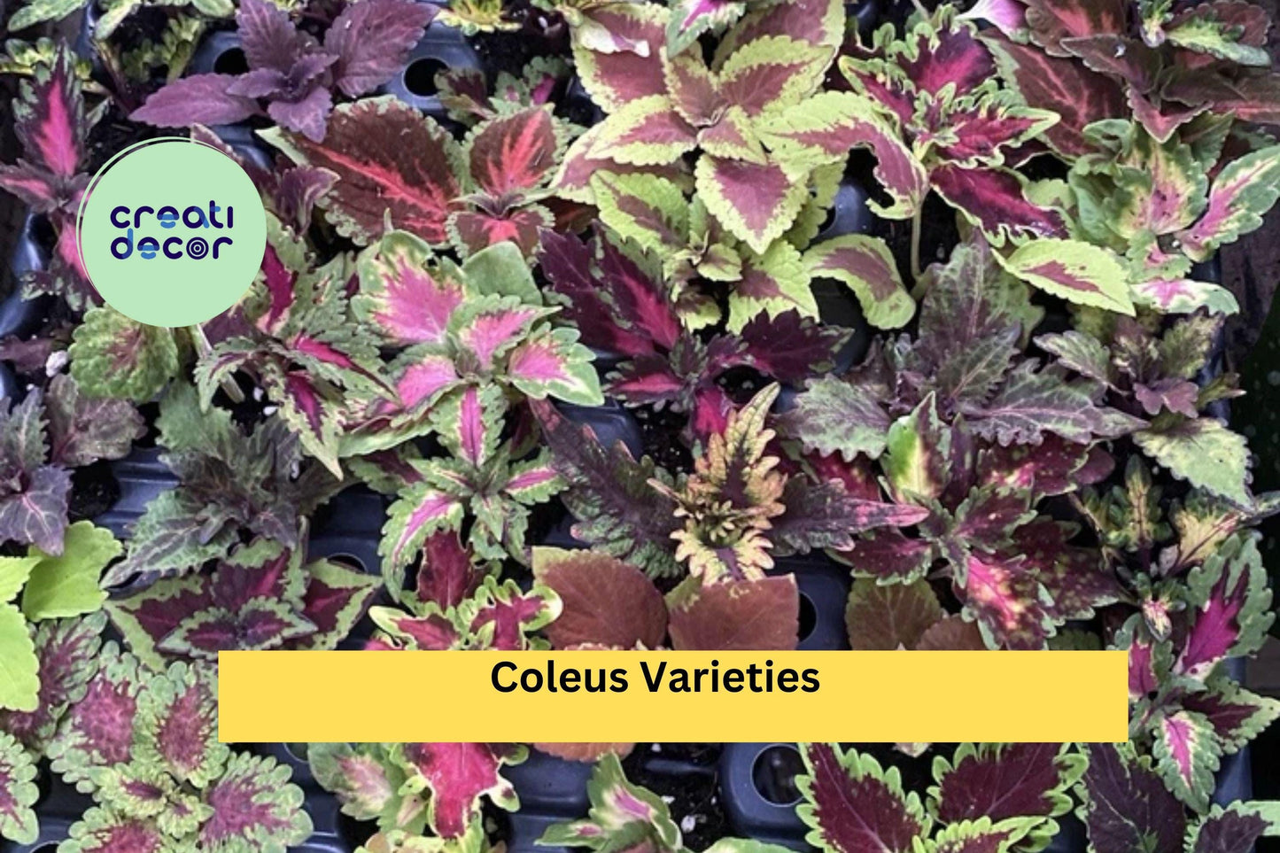 5 Coleus Varieties – Live Rooted Cuttings with Vibrant Multi-Color Foliage, Easy to Grow Starter Plants for Garden or Container