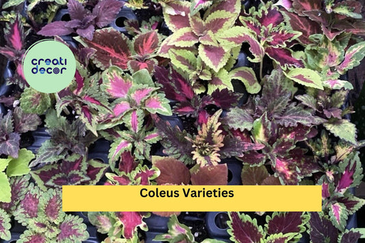 5 Coleus Varieties – Live Rooted Cuttings with Vibrant Multi-Color Foliage, Easy to Grow Starter Plants for Garden or Container