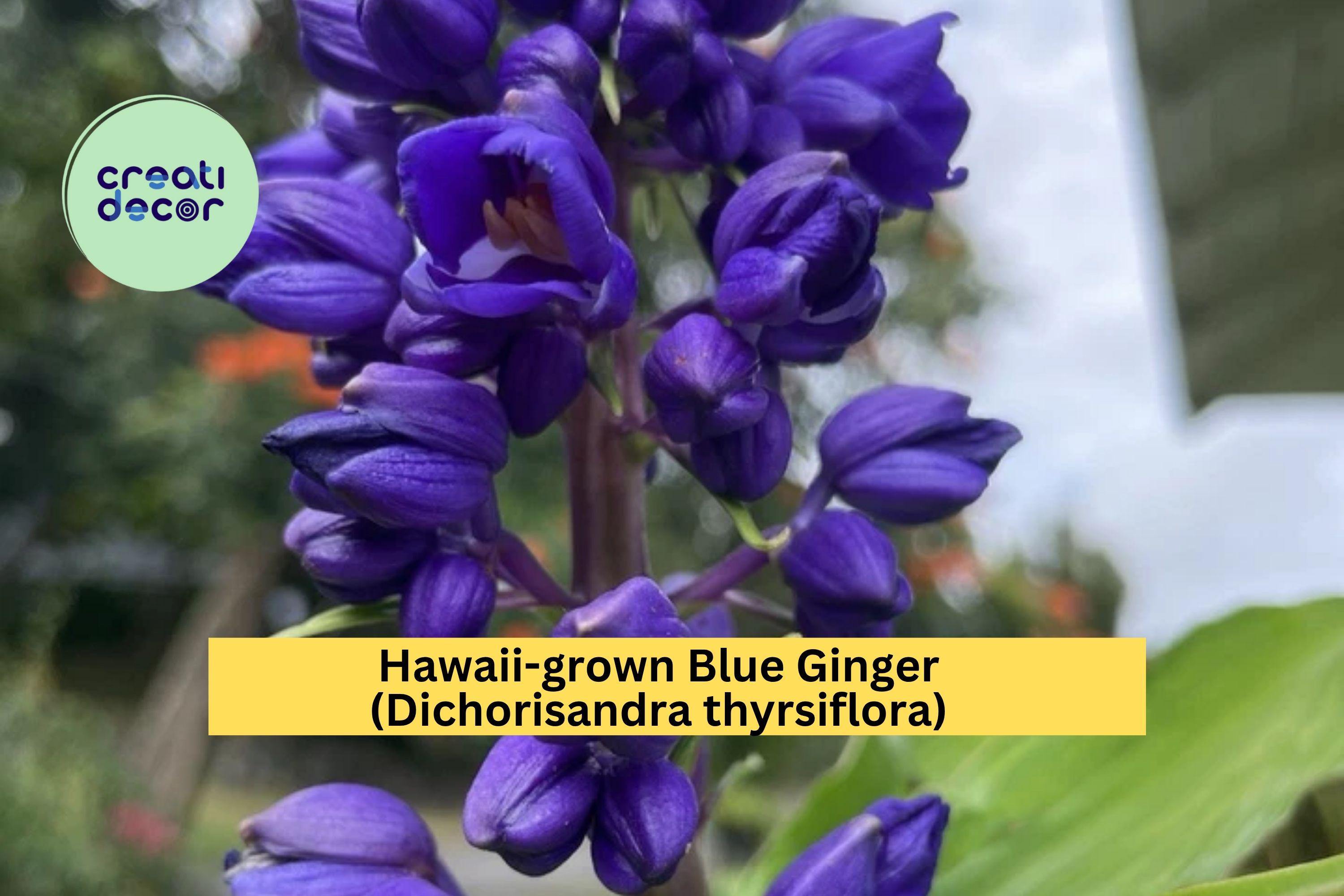 Blue Ginger Plant Cuttings – 3 Count Dichorisandra thyrsiflora – Tropical Hawaii-Grown Starter for Shade Gardens