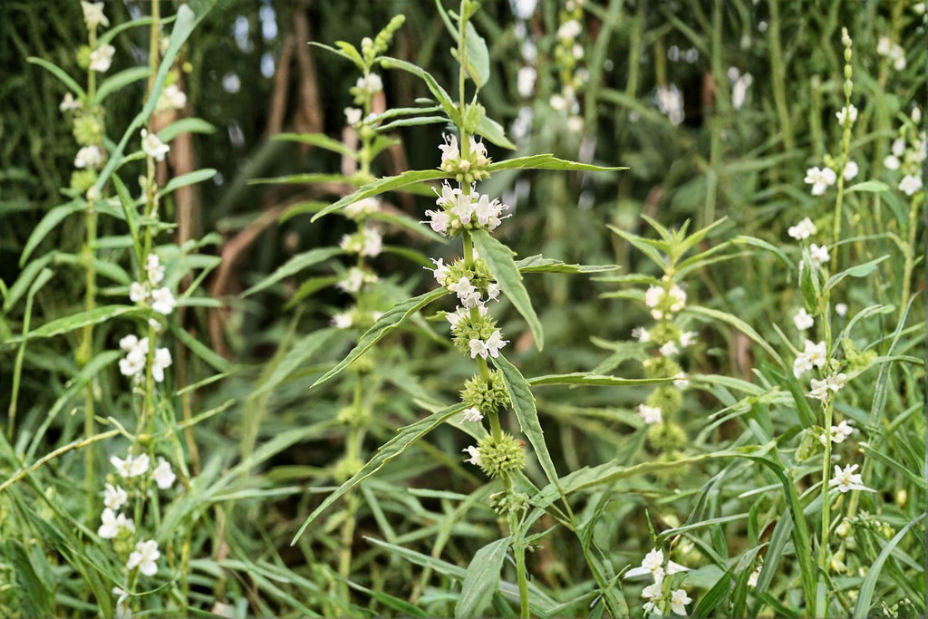 American Bugleweed – Lycopus americanus, Native Perennial | Wetland & Streamside Plant (500 Seeds)