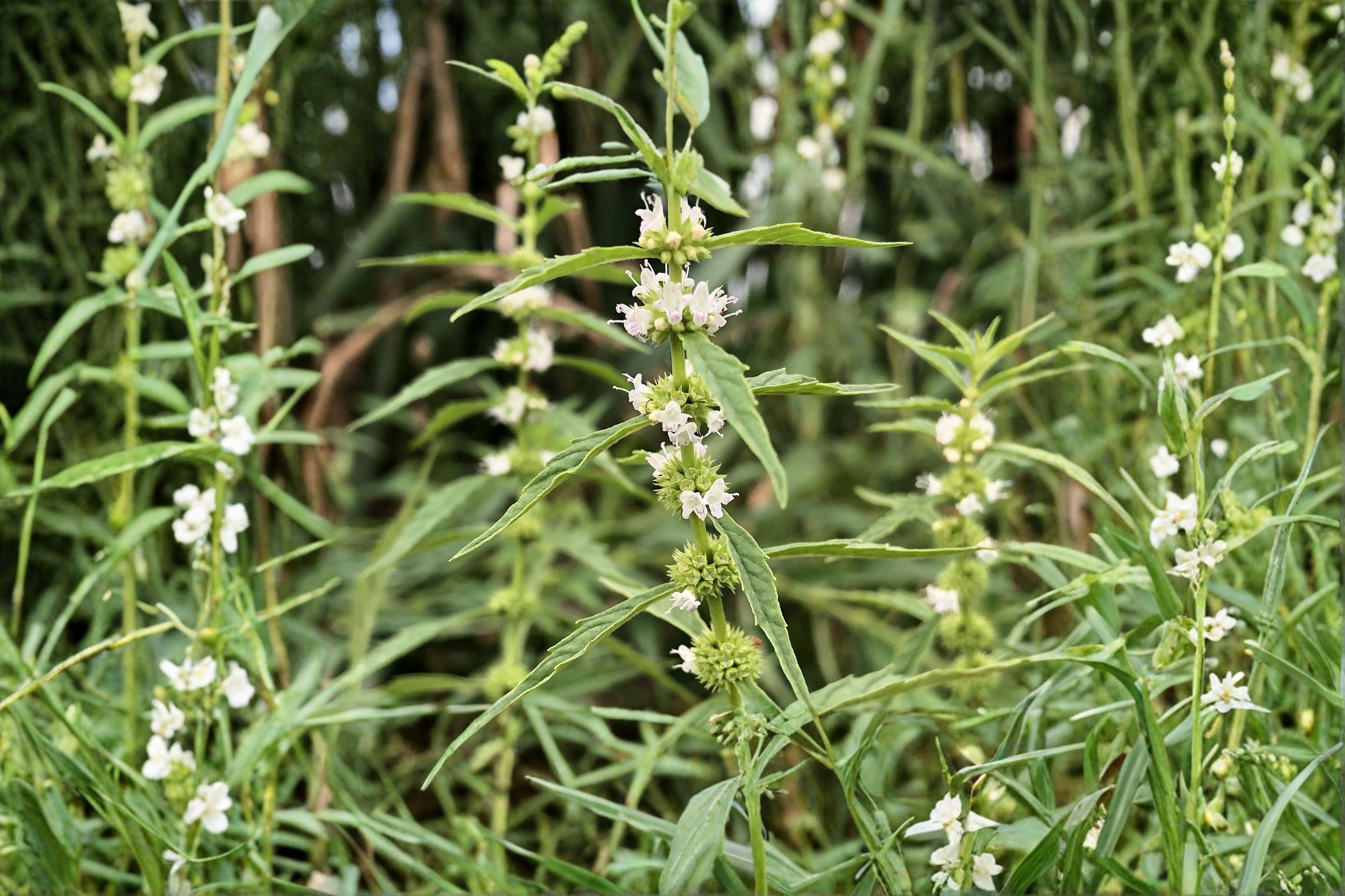 American Bugleweed – Lycopus americanus, Native Perennial | Wetland & Streamside Plant (500 Seeds)