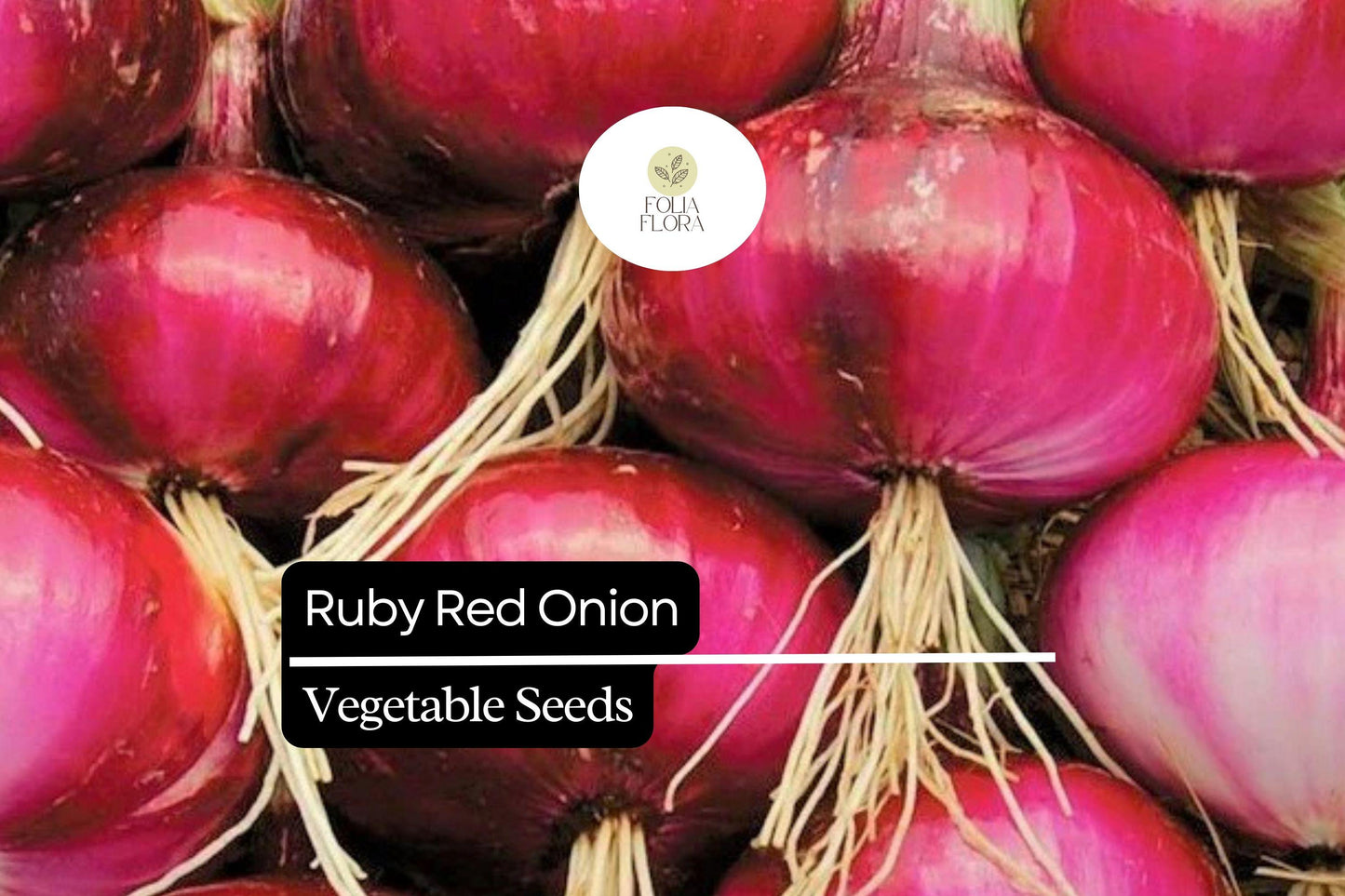 100 Seeds Ruby Red Onion (Allium cepa) – Sweet, Vibrant Red Bulbs for Gardens & Culinary Delights