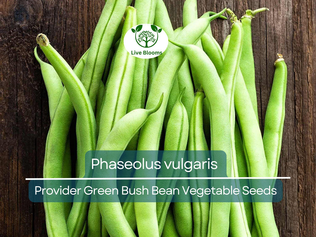 20 Seeds Provider Green Bush Bean - Phaseolus vulgaris | Heirloom Bean for Planting, Home Gardening & Fresh Vegetable Harvest