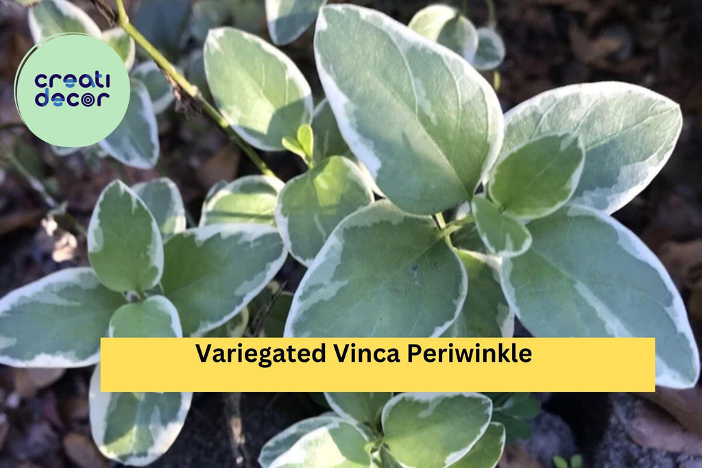 Variegated Vinca Periwinkle – 6 Bare Root Starter Plants, Trailing Evergreen Vine with Cream-Edged Leaves, Shade Ground Cover Zones 4–9