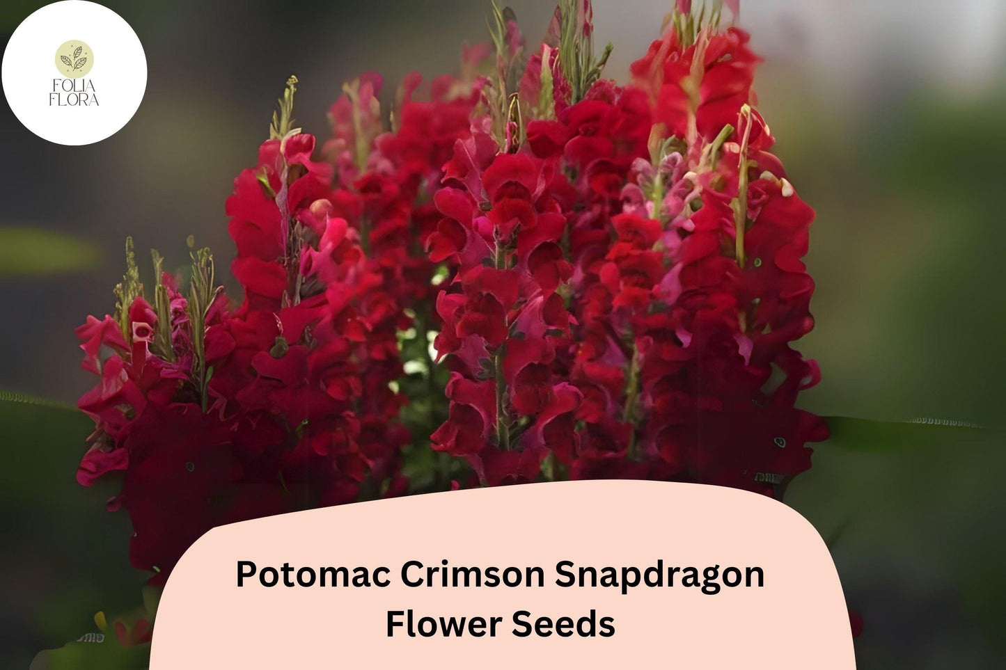 Antirrhinum majus Potomac Crimson Snapdragon Seeds – 1000+ Deep Red Blooms for Garden & Cut Flowers