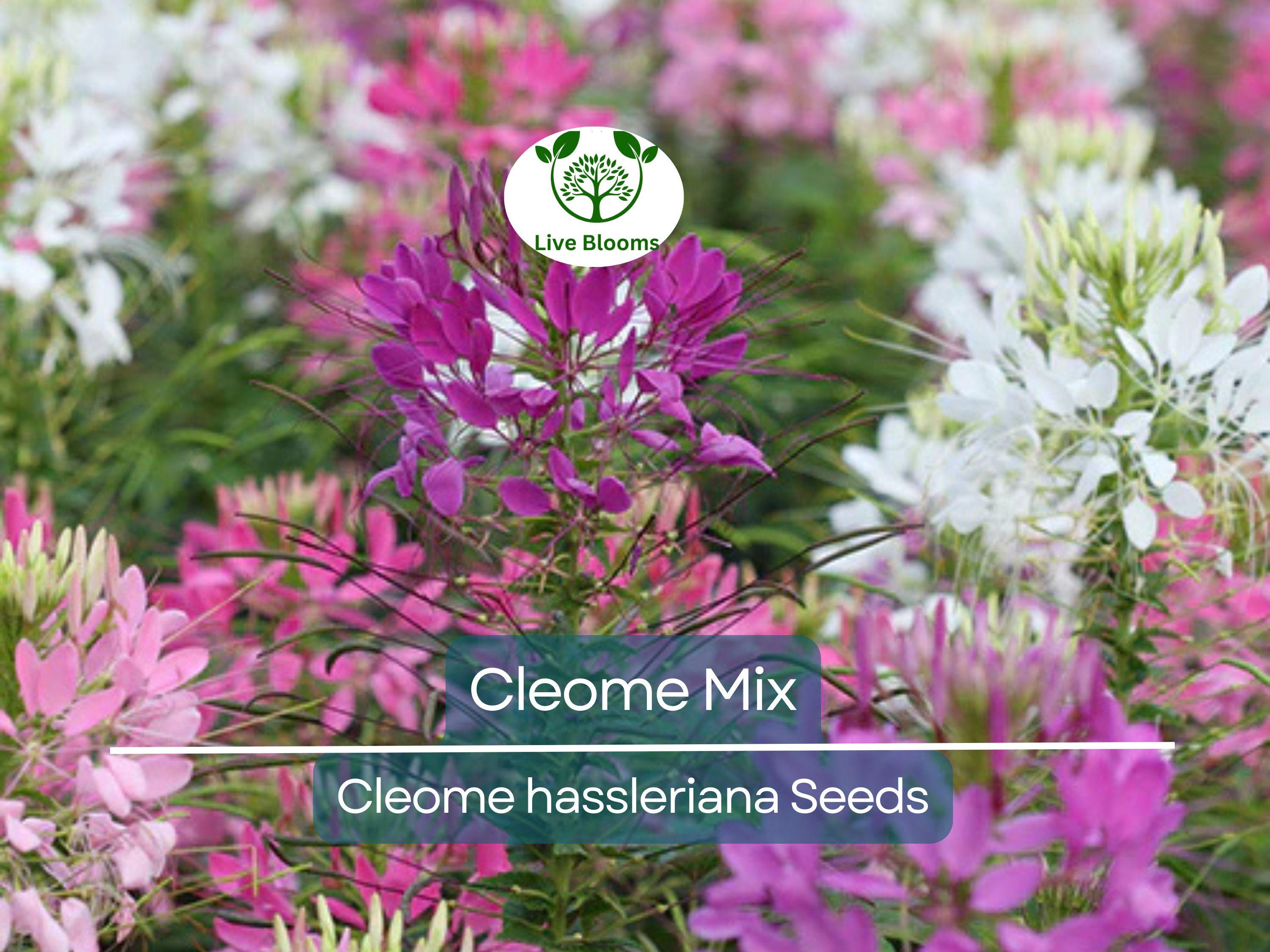 200 Cleome Spider Flower Seeds – Mixed Colors | Cleome hassleriana | Fall Planting | Pollinator Friendly | Non-GMO Wildflower