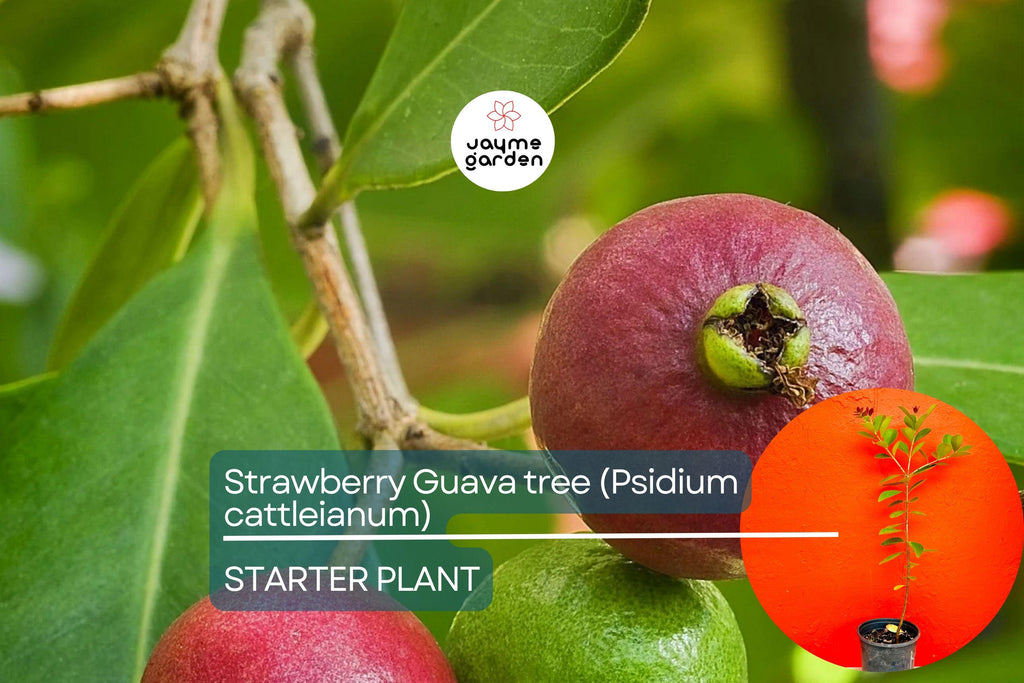 Strawberry Guava Tree 1′-2′ (Psidium cattleianum) - Live Tropical Fruit Tree | Sweet Aromatic Guava for Gardens and Containers