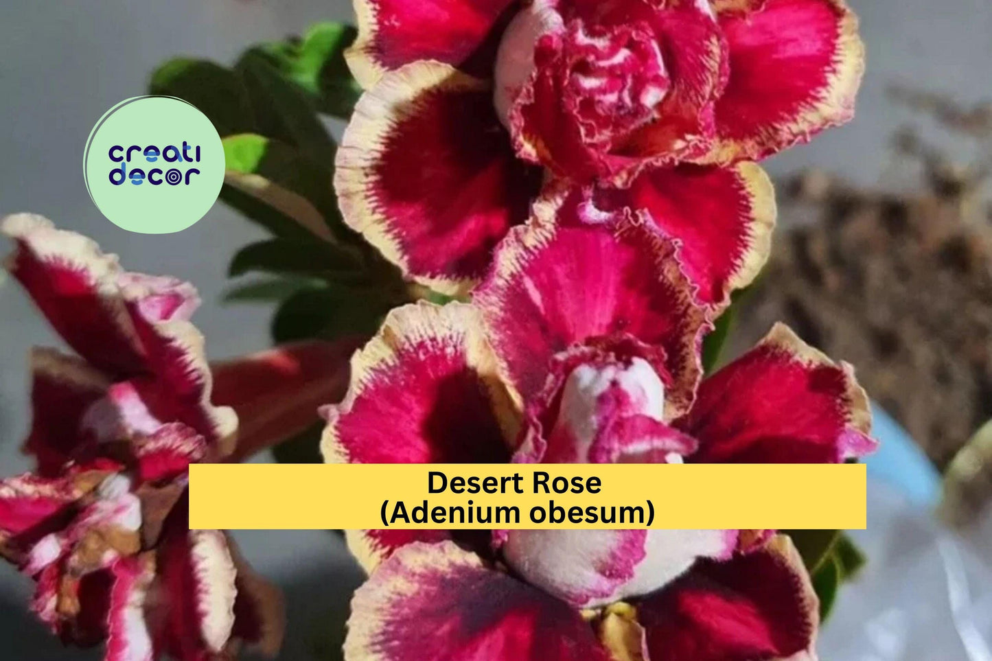 Desert Rose Plant | Adenium obesum Rooted Seedling | 4–6 Inch Live Starter for Bonsai, Patio, or Tropical Garden