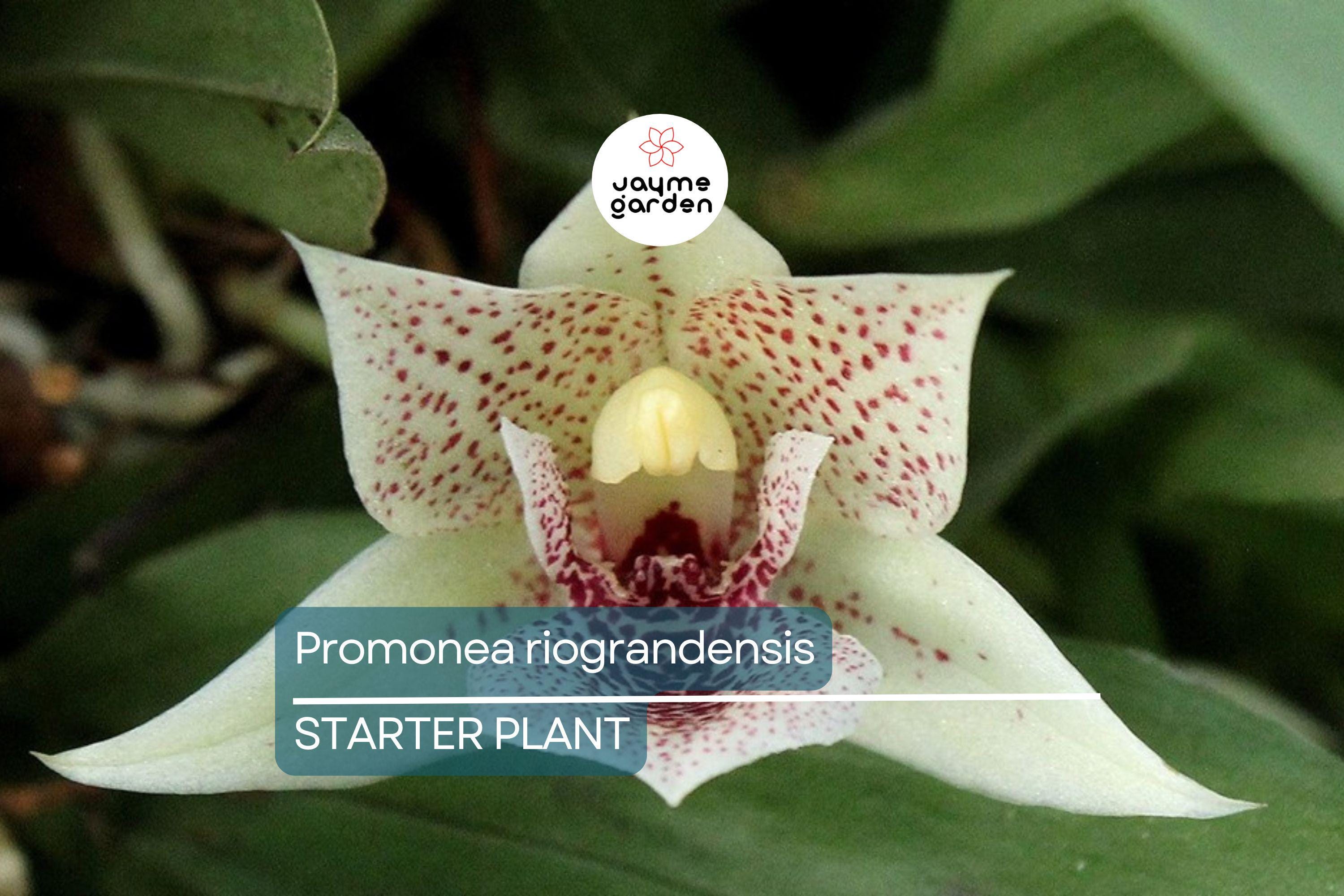 Promenaea riograndensis | Miniature Orchid Species | Live Blooming Seedling in 2” Pot | Tropical Orchid Starter Plant