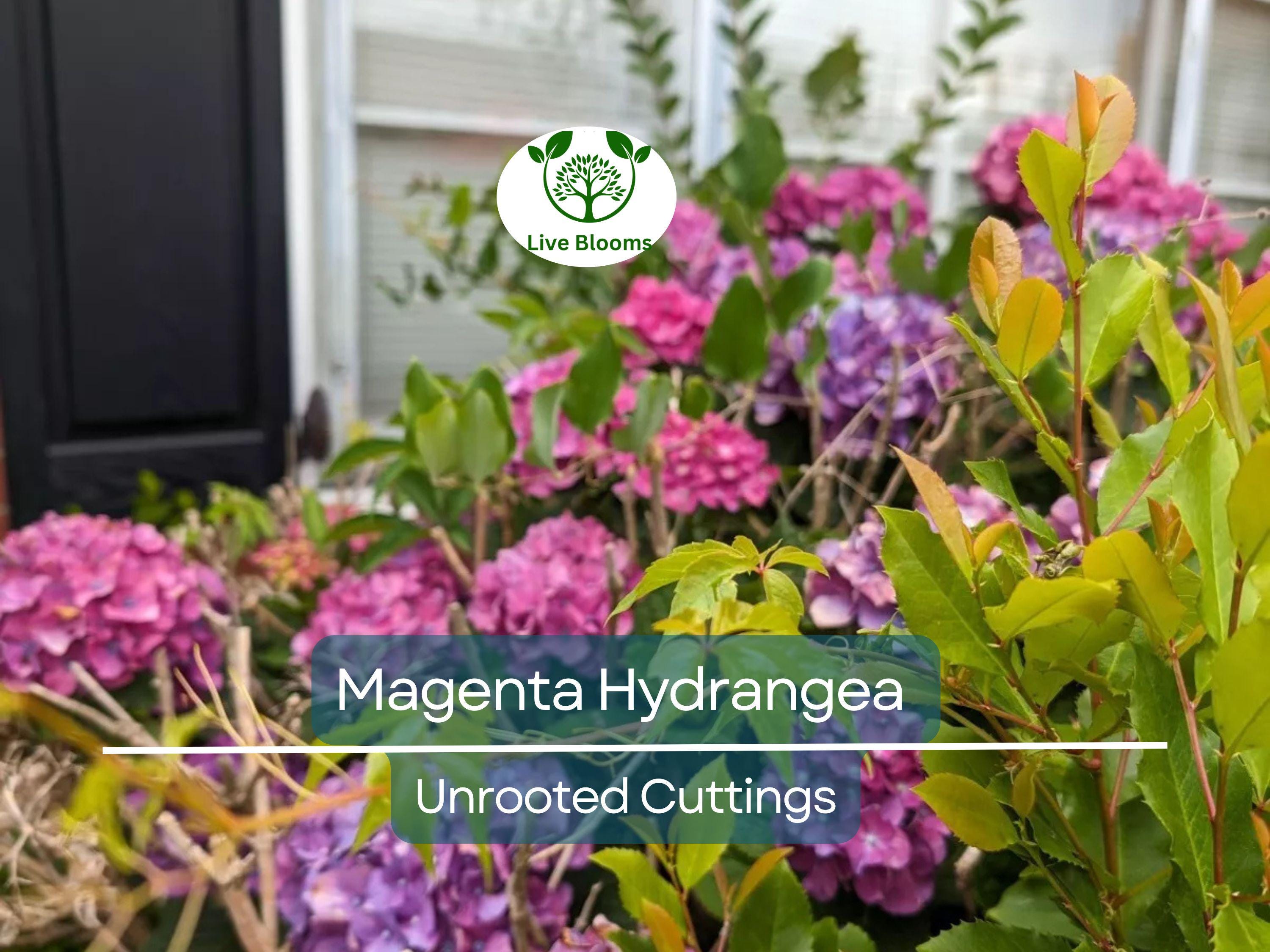 6 Live Fresh Heirloom MAGENTA Hydrangea Cuttings - 6" Unrooted - Easy to Grow, Beautiful Blooms, Hydrangea macrophylla, Garden Plant