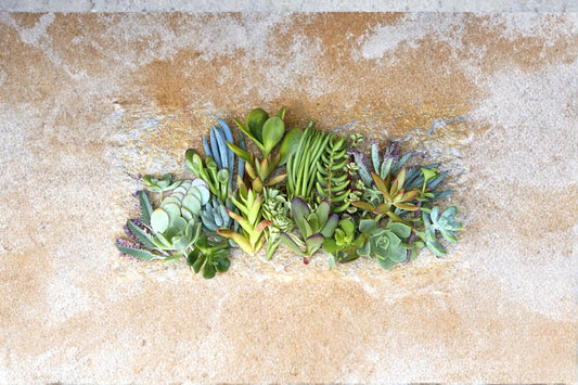 Assorted Succulents 25+ Cuttings 1-2" Mixed Varieties Unrooted Collection
