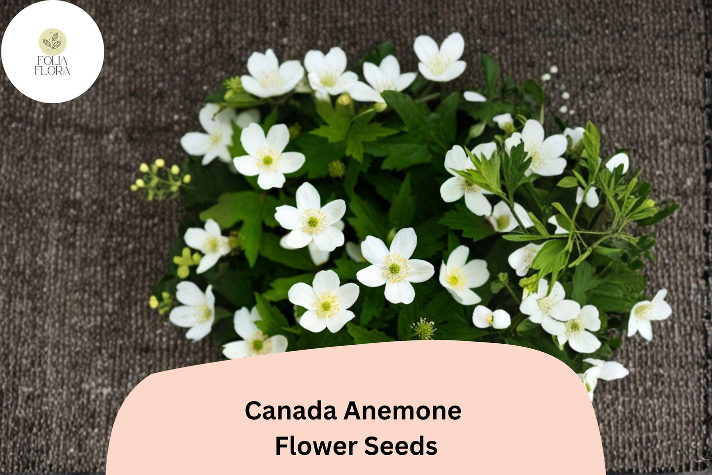 100 Canada Anemone Seeds | Anemone canadensis | Native White Wildflower for Shade & Pollinator Gardens