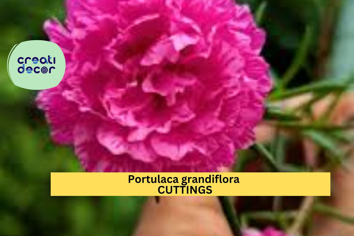1 Purple Batik Portulaca Cuttings | Moss Rose Grandiflora | Rare New Color | Unrooted Succulent Starter | Fast Blooming Ground Cover