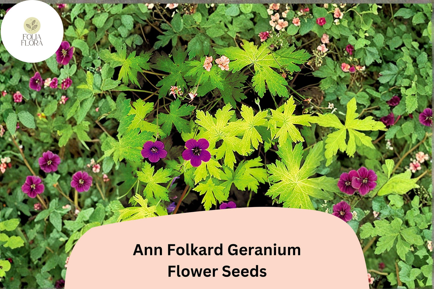 25+ Ann Folkard Geranium Seeds | Hardy Perennial Magenta Cranesbill | Long-Blooming Garden Flower