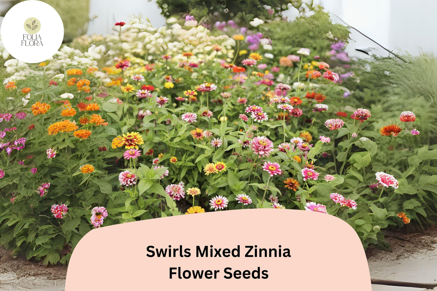 100+ Swirls Mix Zinnia Seeds – Colorful Heirloom Non-GMO Annual Flowers for Garden Planting & Cut Arrangements