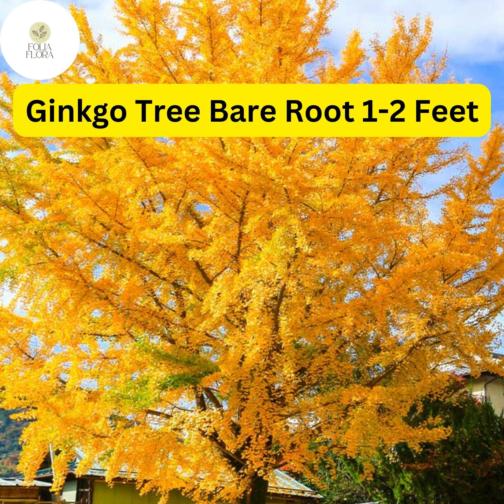 1 Ginkgo Tree (Ginkgo biloba) – Live Bare Root Plant 1-2 Feet