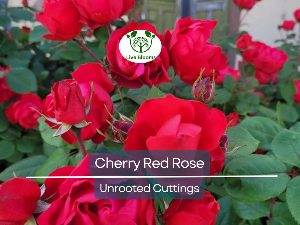 3 Unrooted Cuttings of Cherry Red Color Rose - Easy to Root, 7 Inch, Beautiful Blooms, Garden Roses, Perfect for Propagation, Rosaceae