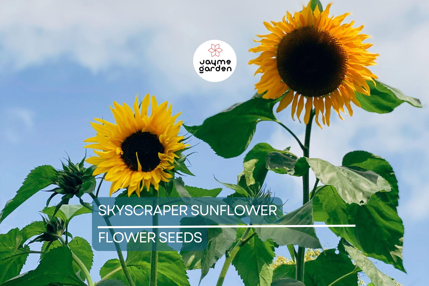 50 Skyscraper Sunflower Seeds – Heirloom, Non-GMO, Giant Blooms, USA Seller
