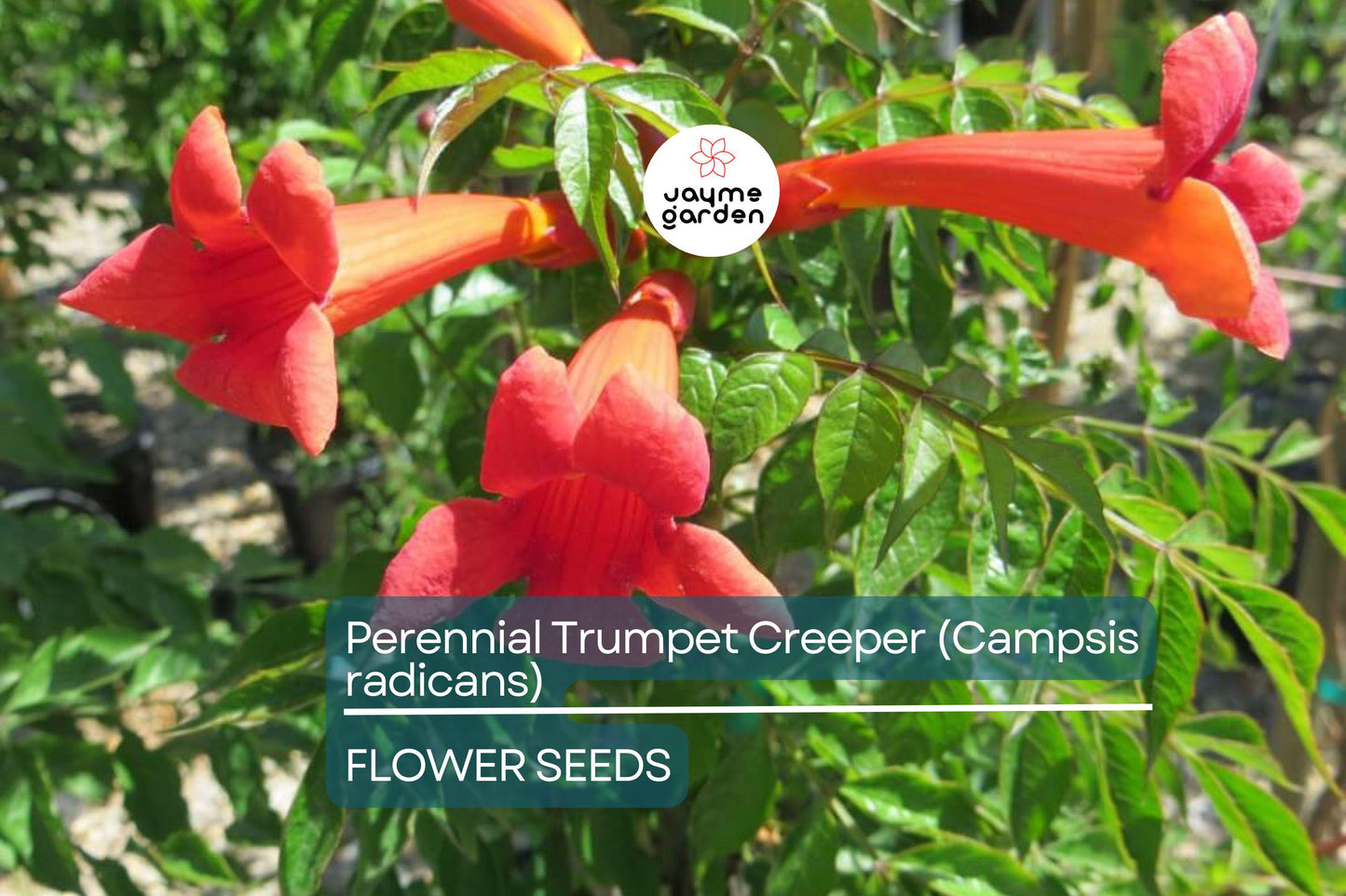 100+ Trumpet Creeper Vine Seeds - 40Ft Perennial Campsis Radicans USA Seller