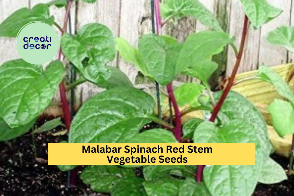 3pcs of 500mg Red Stem Malabar Spinach Seeds – Fast Growing Vine, Heat-Tolerant Greens for Garden or Trellis Planting Seeds for Planting
