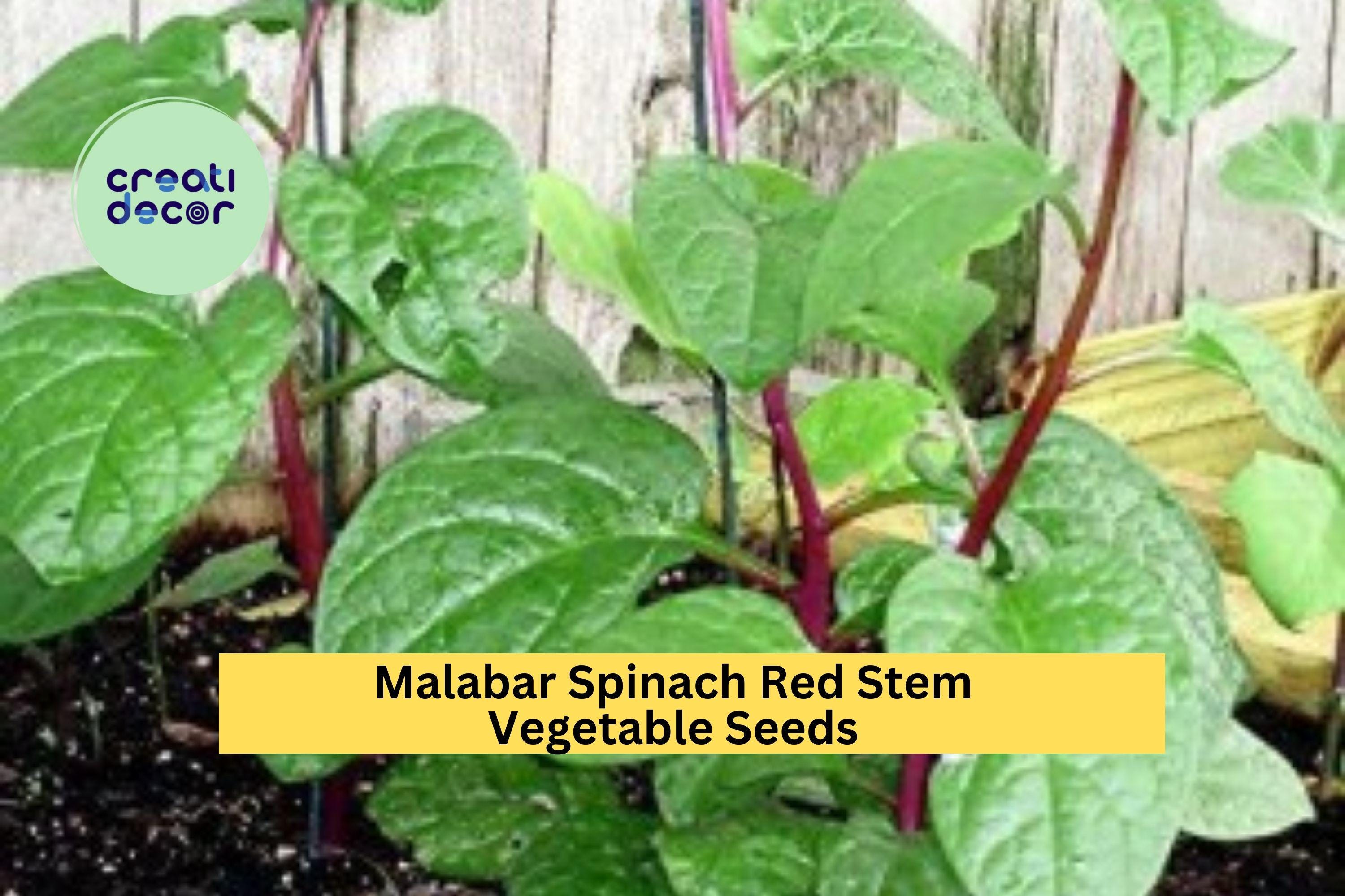 3pcs of 500mg Red Stem Malabar Spinach Seeds – Fast Growing Vine, Heat-Tolerant Greens for Garden or Trellis Planting Seeds for Planting