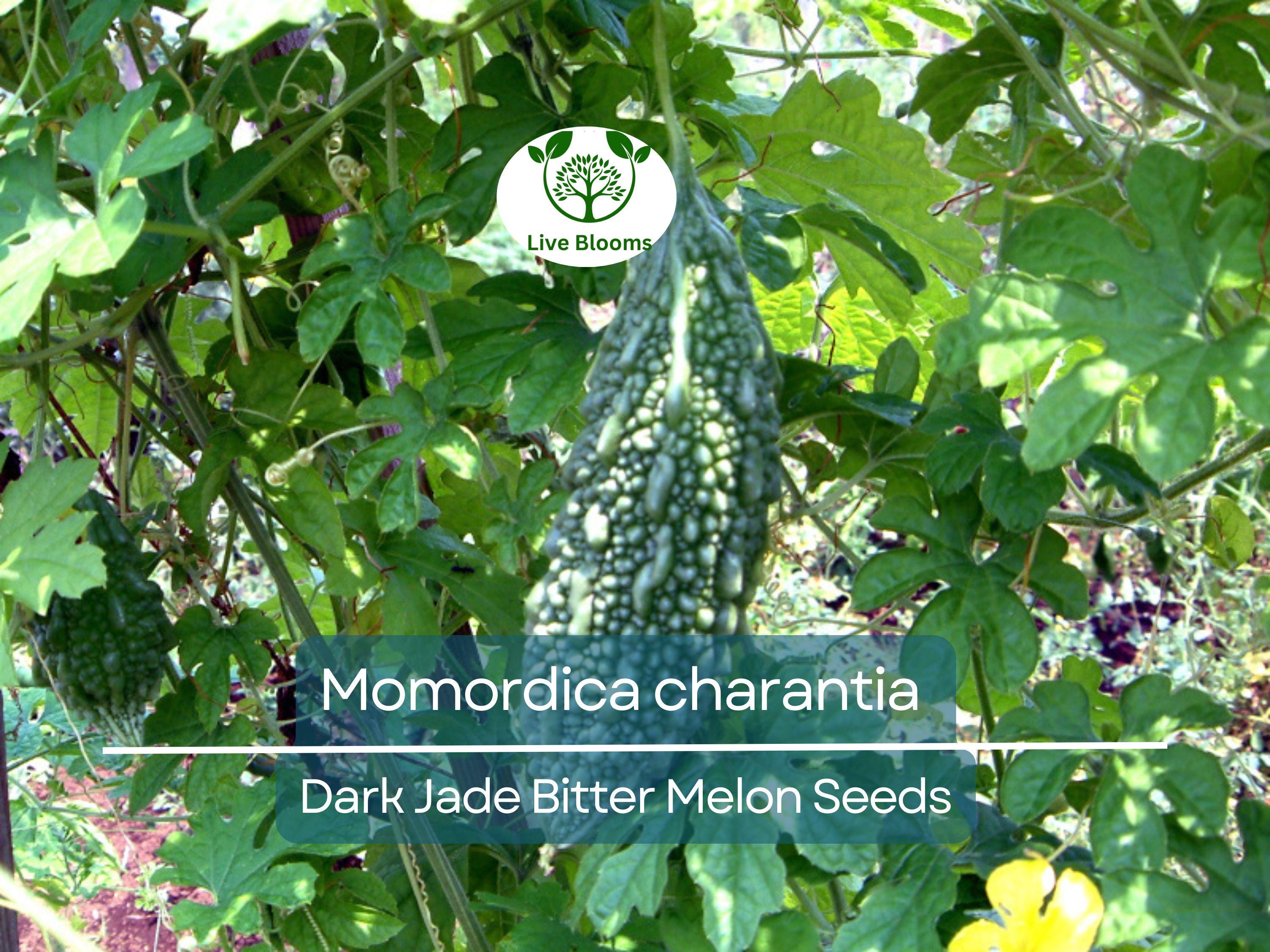 5 Seeds Gourd Bitter Melon Dark Jade, Hybrid (Momordica charantia) – Non-GMO, Healthy, Bitter Melon for Planting, Gardening & Fresh Harvests