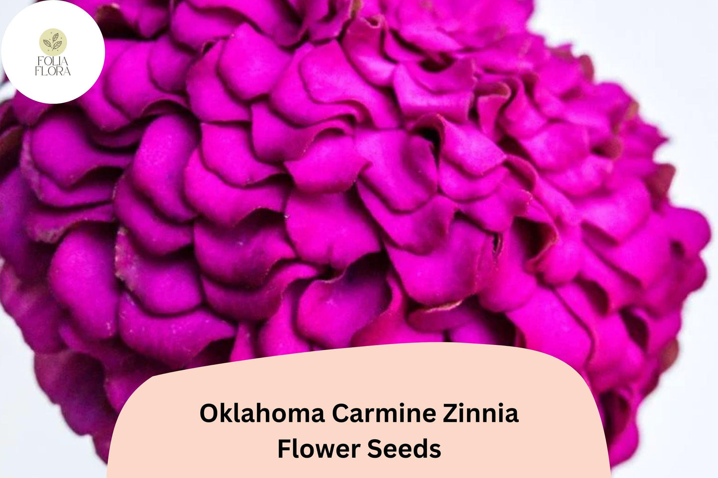 100+ Oklahoma Carmine Zinnia Seeds – Rich Rose-Red Blooms for Garden Planting, Borders & Cut Flowers