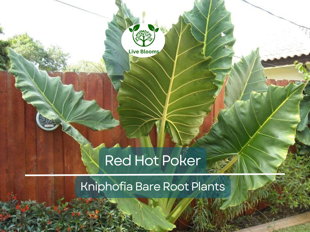 3 Red Hot Poker Plants – Live Bare Root Perennials – Kniphofia uvaria – Drought-Tolerant Summer Blooms for Pollinator Gardens
