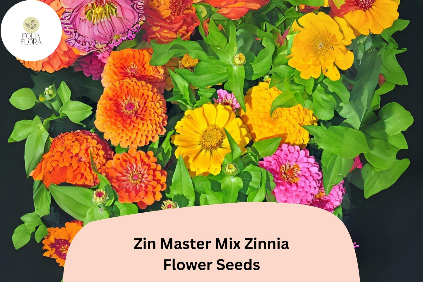 Zin Master Mix Zinnia Seeds: Heirloom Non-GMO Annual Flowers