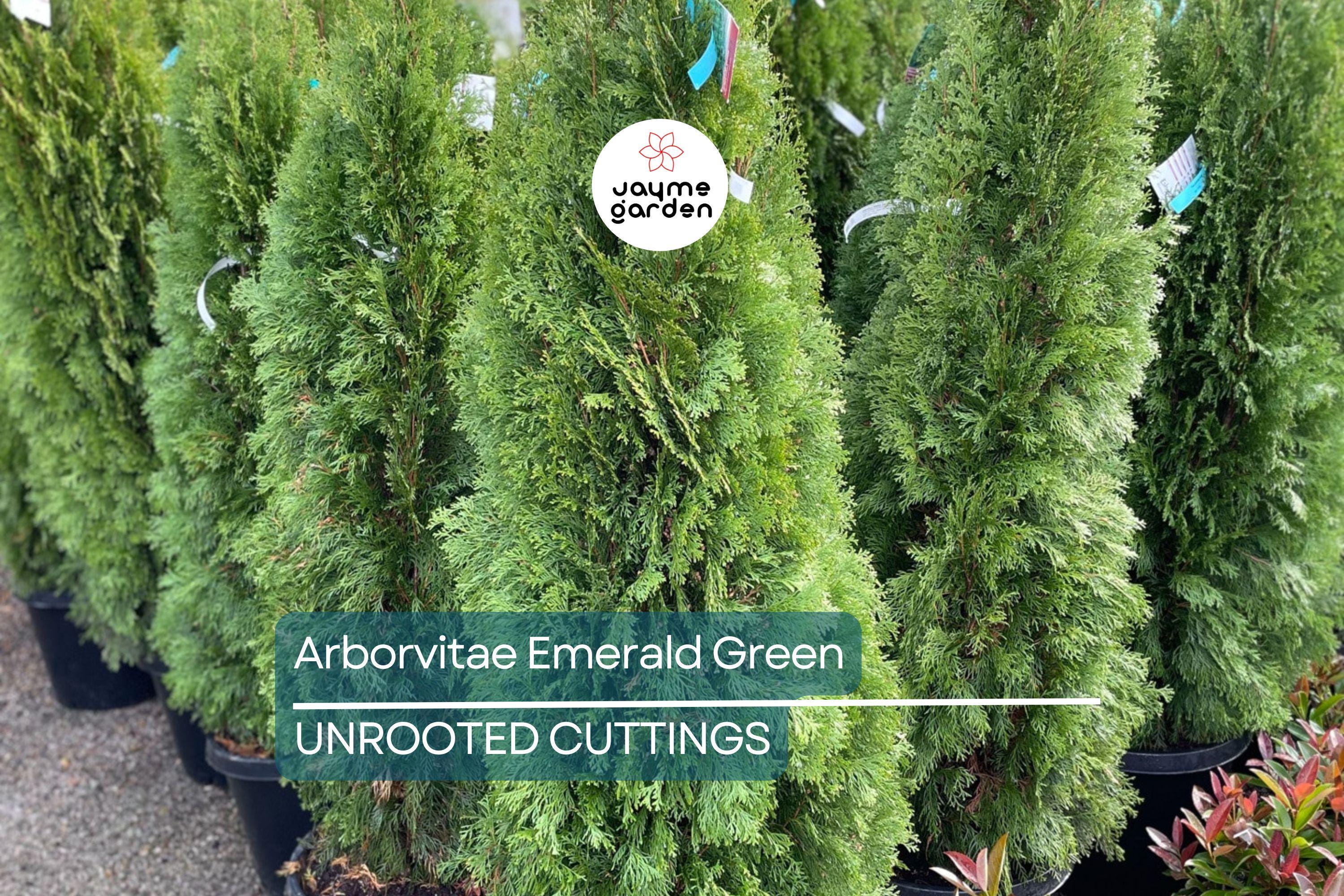 Arborvitae Emerald Green Thuja Emerald Shrub - 10 Fresh Cuttings (10-15 cm) for Rooting