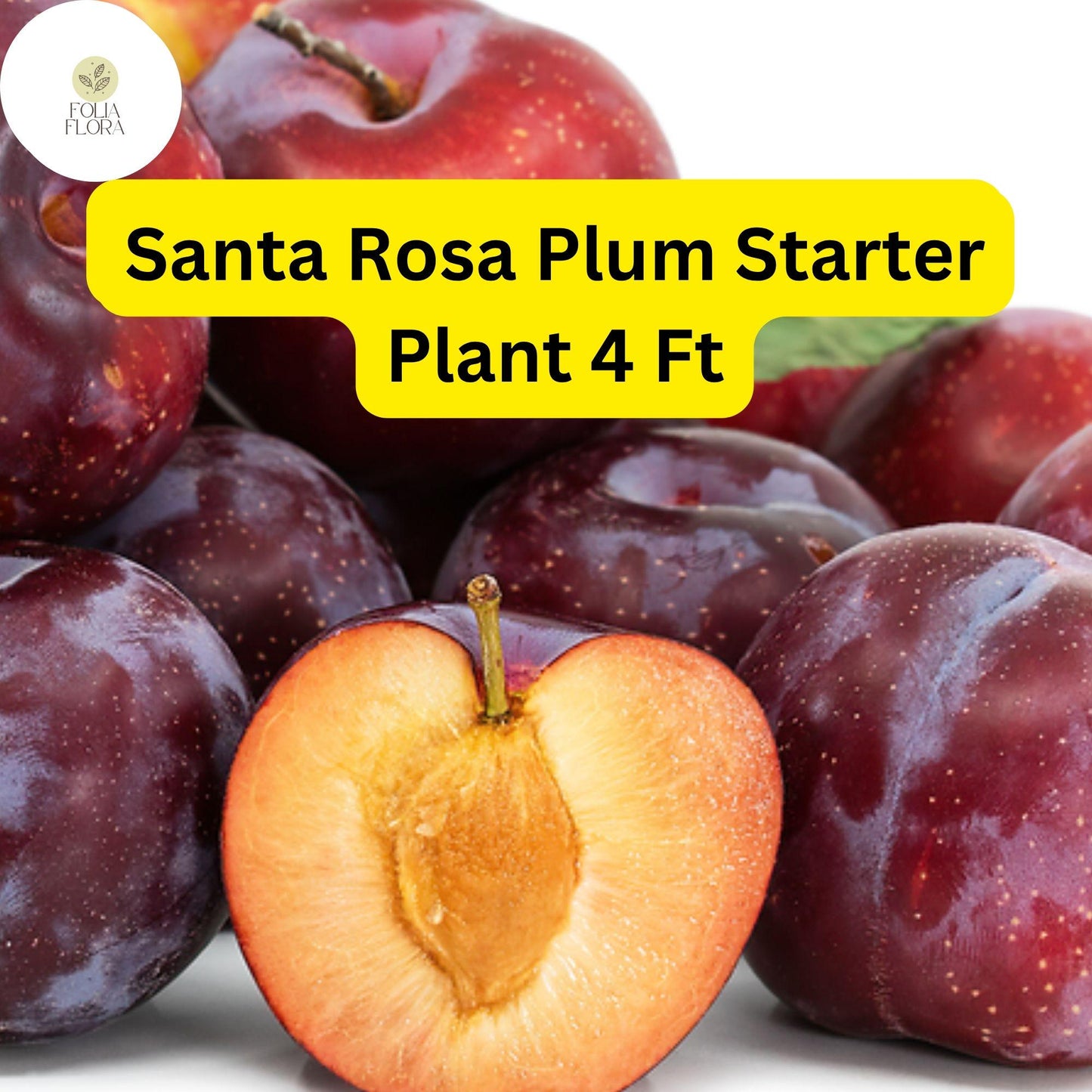 1 Santa Rosa Plum Tree (Prunus salicina) - 4ft Tall Live Fruit Tree Ready to Plant