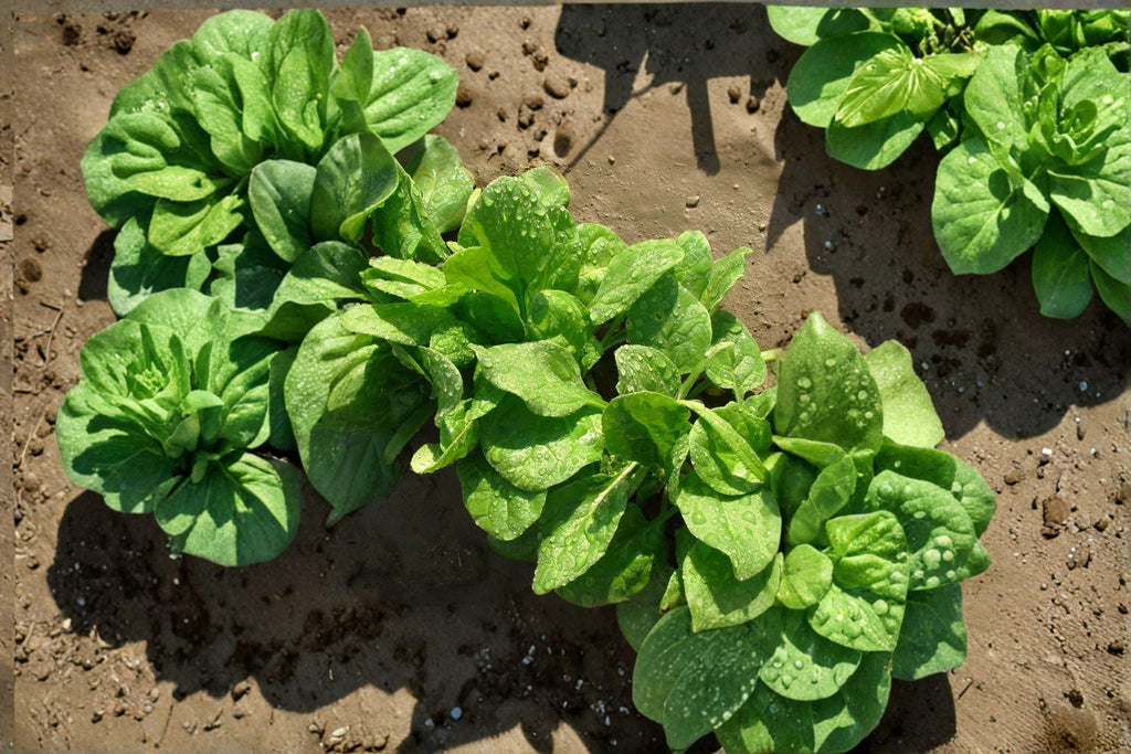Spinach – Viroflay 100 Seeds | Classic French Spinach | Large Smooth Leaves | Cold Hardy & Productive