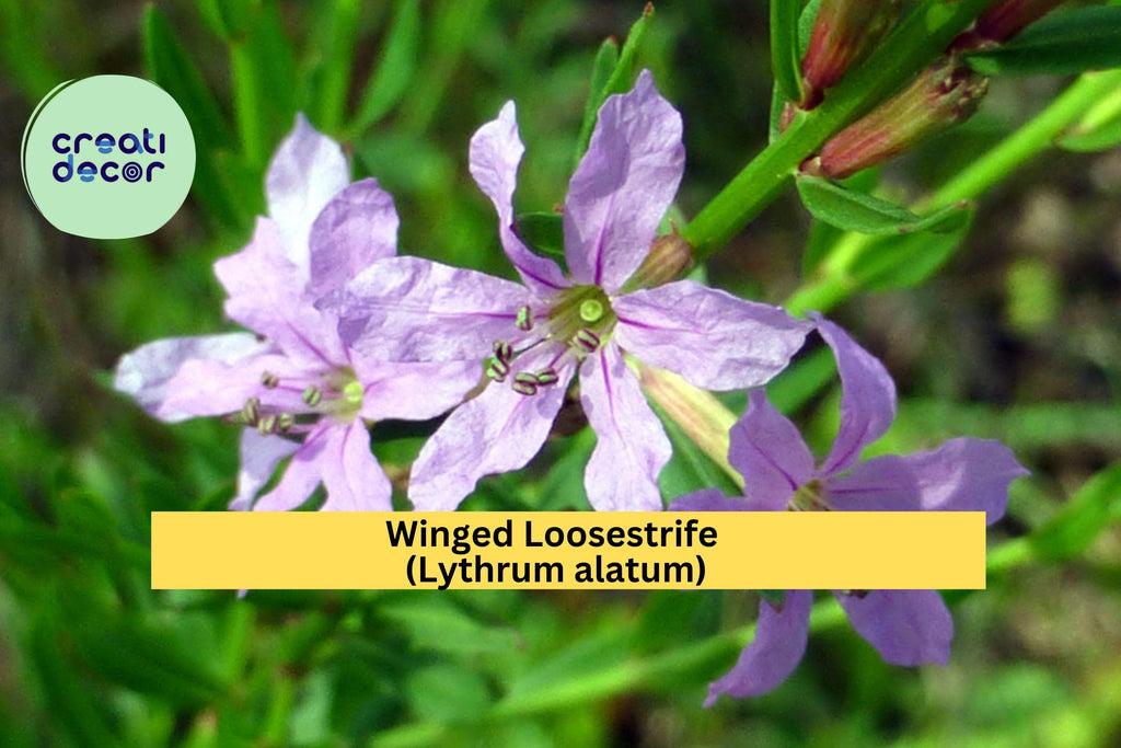 Winged Loosestrife Seeds (Lythrum alatum) – 3000 Native Wildflower Seeds | Pollinator-Friendly, Wetland & Meadow Plant | Zones 4–8