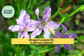 Winged Loosestrife Seeds (Lythrum alatum) – 3000 Native Wildflower Seeds | Pollinator-Friendly, Wetland & Meadow Plant | Zones 4–8