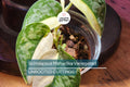 Scindapsus Maharlika Variegated 1 Node 1 Leaf UNROOTED Cutting - Rare Houseplant
