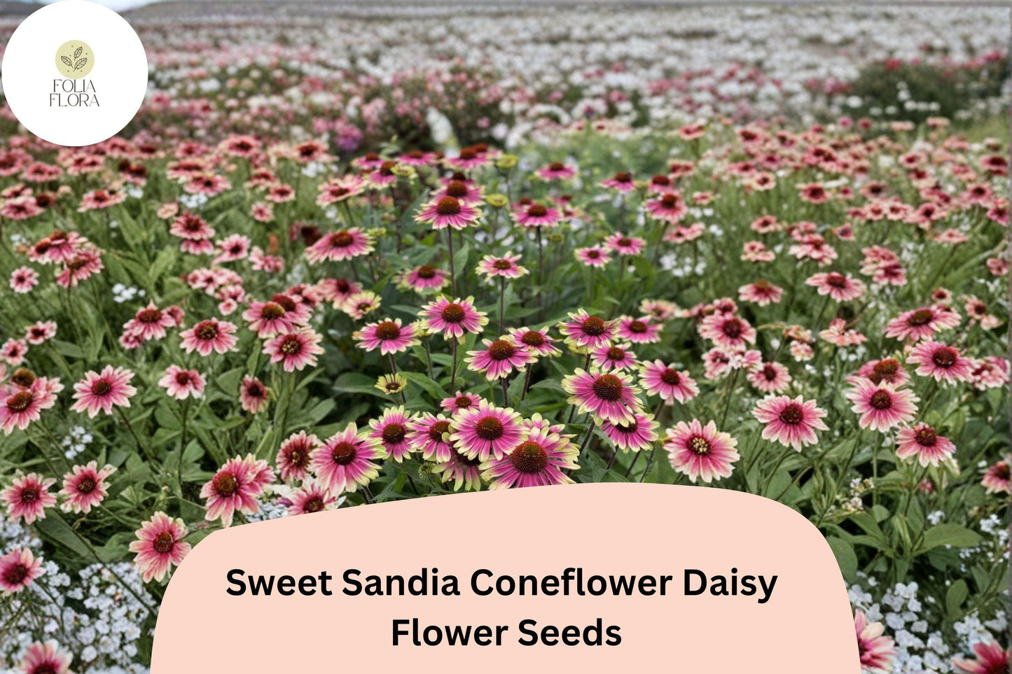 200+ Sweet Sandia Coneflower Daisy Seeds | Echinacea purpurea | Vibrant Pink & Red Blooms | Pollinator-Friendly Garden