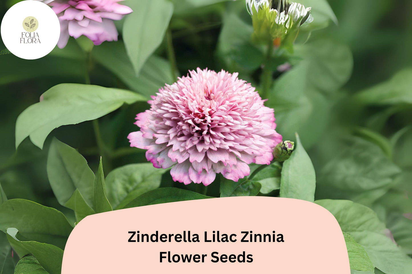100+ Zinderella Lilac Zinnia Seeds – Unique Double Scabiosa-Type Blooms for Garden Planting, Borders & Cut Flowers