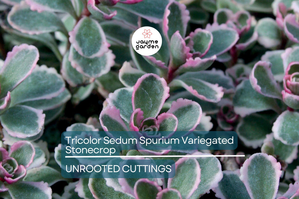 Tricolor Sedum Spurium Variegated Stonecrop | 4 Live Succulent Cuttings (2"-4") | Hardy, Colorful Ground Cover