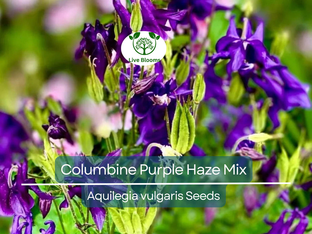 200 Seeds Columbine Purple Haze Mix (Aquilegia vulgaris) Perennial Flowers, Non-GMO, Attracts Hummingbirds & Butterflies, Colorful Garden