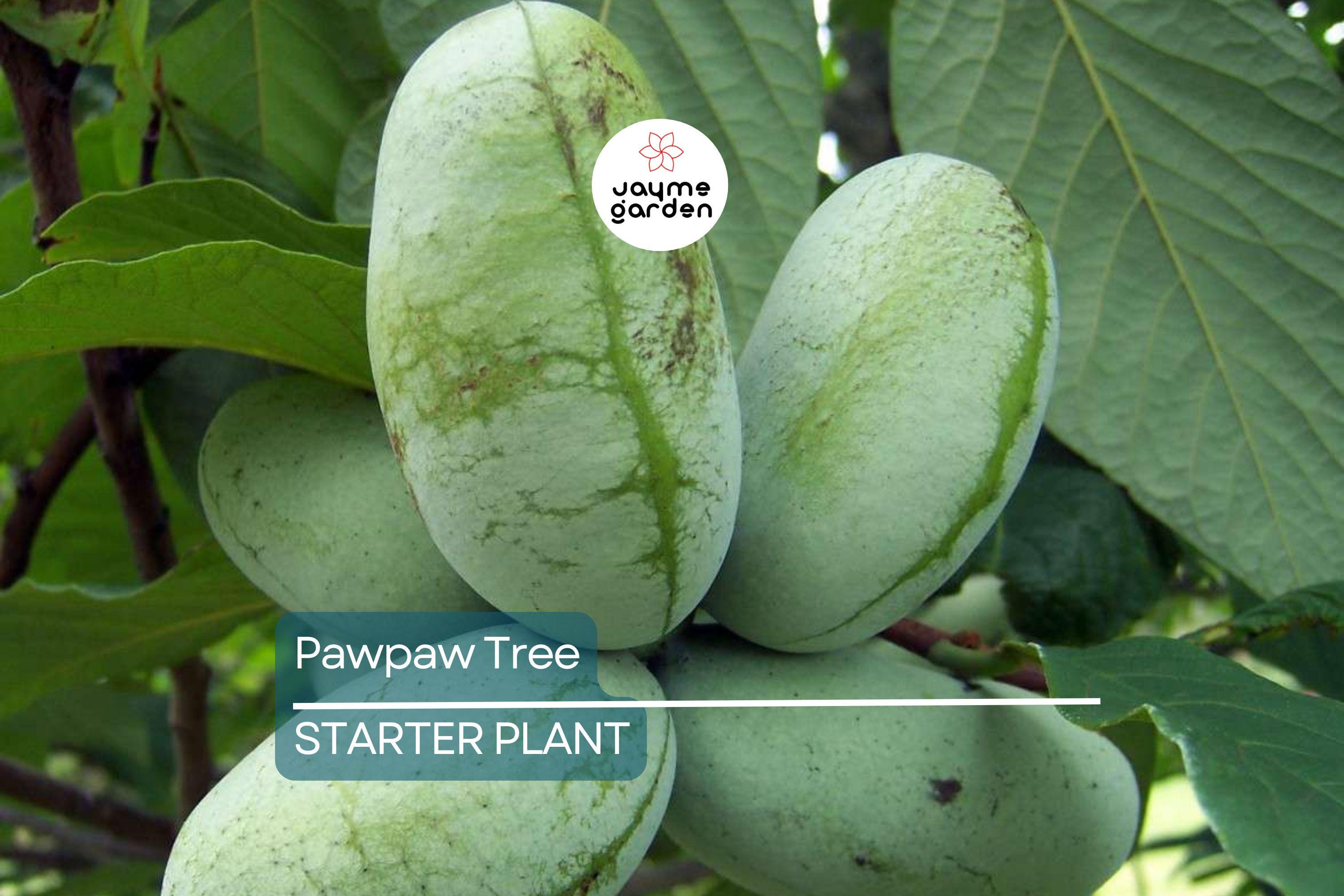 Pawpaw Tree – 1-2 Ft Tall | Live Fruit Tree | Edible Fruits | Cold Hardy | Ready to Plant | Full Sun | Perfect for Home Gardens
