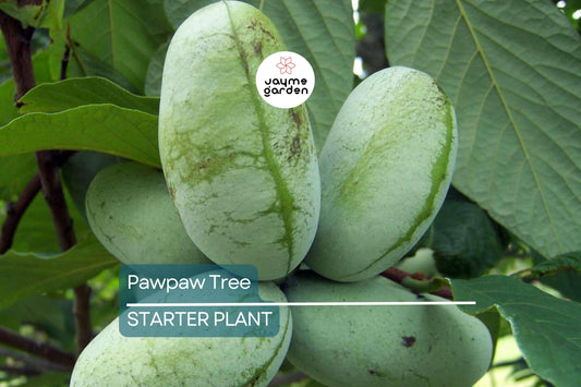 Pawpaw Tree – 1-2 Ft Tall | Live Fruit Tree | Edible Fruits | Cold Hardy | Ready to Plant | Full Sun | Perfect for Home Gardens