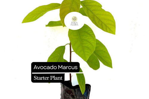 1 Avocado Marcus Tree (Persea americana) Live Starter Plant – Tropical Big Fruit Tree Exotic 1-2′